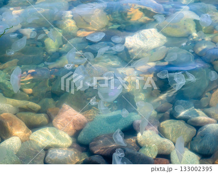 many jellyfishes in waters on shore of Black Sea many jellyfishes in waters on shore of Black Sea 133002395