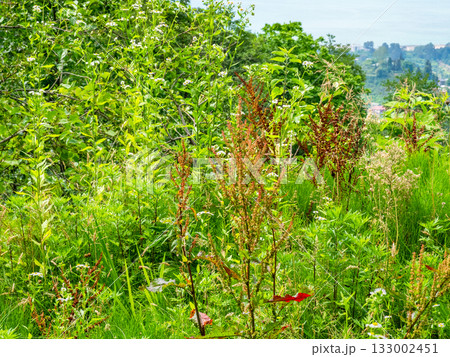 lush green grass on Sameba Mount near Batumi city 133002451