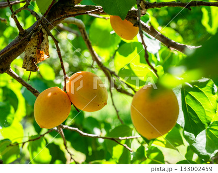 few ripe apricot fruits closeup in Yerevan 133002459