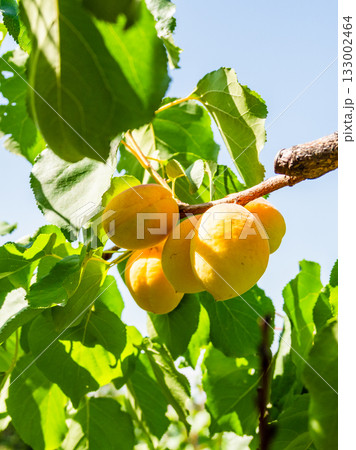 apricot fruits on tree branch close up in garden 133002464