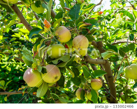 many apple fruits on tree branch in garden 133002466