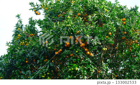 Close-up shot looking up into a lush, bountiful orange tree 133002533
