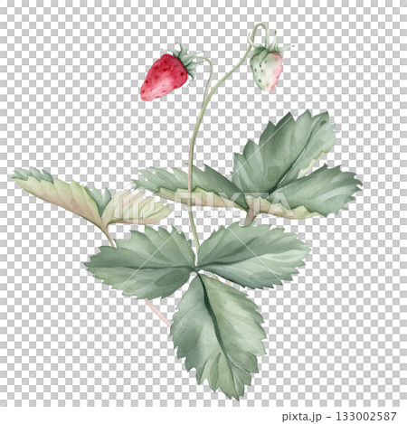 Composition with Wild Strawberry branches and white flower . Hand drawn watercolor illustration of Woodland strawberry plant green leaves and red wild berries on isolated background. 133002587