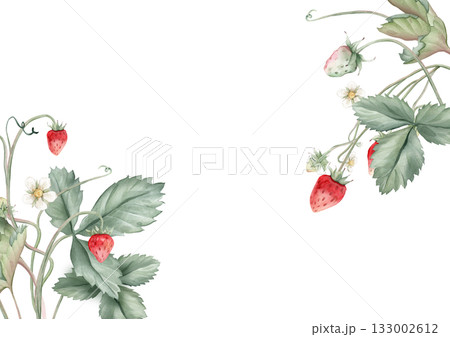 Wild strawberries rectangular Frame. Hand drawn watercolor illustration of Border with woodland strawberries and white flowers on white isolated background. Drawing for food label or cards design. Wild strawberries rectangular Frame. Hand drawn watercolor illustration of Border with woodland strawberries and white flowers on white isolated background. Drawing for food label or cards design. 133002612