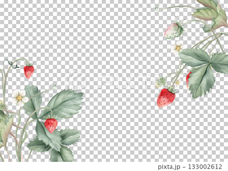 Wild strawberries rectangular Frame. Hand drawn watercolor illustration of Border with woodland strawberries and white flowers on white isolated background. Drawing for food label or cards design. Wild strawberries rectangular Frame. Hand drawn watercolor illustration of Border with woodland strawberries and white flowers on white isolated background. Drawing for food label or cards design. 133002612