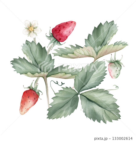 Composition with Wild Strawberry branches and white flower . Hand drawn watercolor illustration of Woodland strawberry plant green leaves and red wild berries on isolated background. Composition with Wild Strawberry branches and white flower . Hand drawn watercolor illustration of Woodland strawberry plant green leaves and red wild berries on isolated background. 133002614