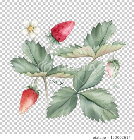 Composition with Wild Strawberry branches and white flower . Hand drawn watercolor illustration of Woodland strawberry plant green leaves and red wild berries on isolated background. 133002614