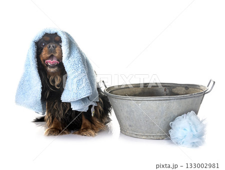 cavalier king charles and towel 133002981