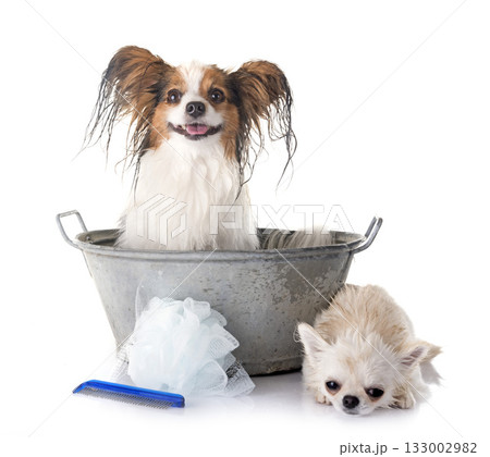 papillon dog, chihuahua and bath papillon dog, chihuahua and bath 133002982