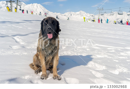 Leonberger in mountain Leonberger in mountain 133002988