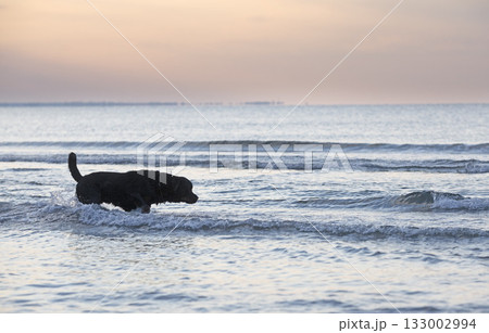 rottweiler and beach 133002994