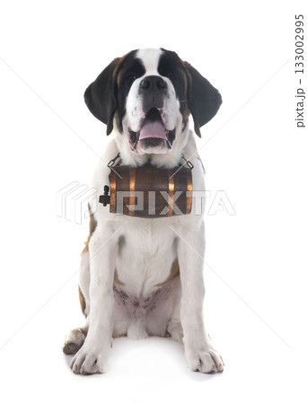 saint bernard in studio 133002995