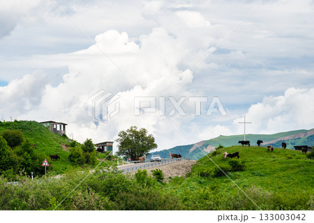 car and cows on road at Gombori Mountain pass 133003042