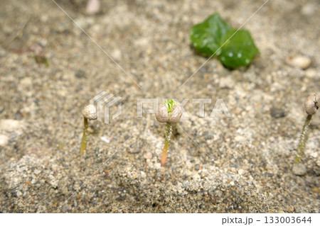 young plants in Coffee plantation detail close up 133003644