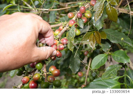 Coffee plantation detail close up 133003654