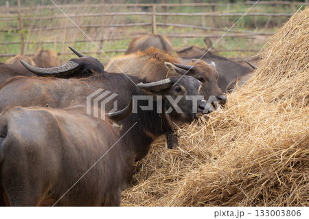 Group Of Water Buffalo Feeding On Hay In A Rural Farmyard With A Wooden Fence Group Of Water Buffalo Feeding On Hay In A Rural Farmyard With A Wooden Fence 133003806