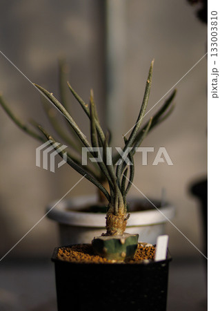 Close-up of Astrophytum caput-medusae with its long, grey-green leaves emerging from a beautifully patterned stem, in a simple pot. Close-up of Astrophytum caput-medusae with its long, grey-green leaves emerging from a beautifully patterned stem, in a simple pot. 133003810