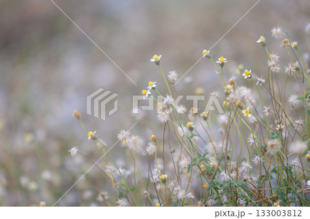 A serene meadow of slender stems and tiny yellow blooms, dotted with fluffy dandelion seeds. Soft, dreamy background conveys calm, nature, and peaceful moments outdoors. 133003812