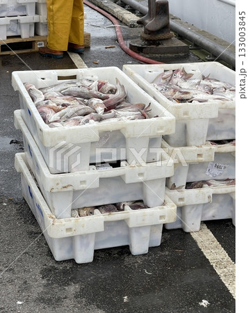 Freshly Caught Fish in Plastic Crates at a Harbor Freshly Caught Fish in Plastic Crates at a Harbor 133003845