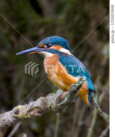 Kingfisher perched on branch with blurred natural background 133003848