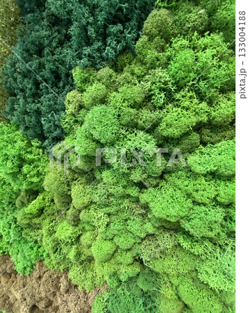 Green moss texture background showcasing various shades and textures of lush natural growth 133004188