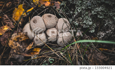 A cluster of small puffball mushrooms thriving on the forest floor among fallen leaves, dry grass, and tree bark with lichen, conveying the essence of the wild. Puffball mushrooms grow in the forest. 133004921