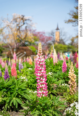 ルピナス《なばなの里》 133005299