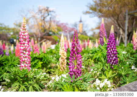 ルピナス《なばなの里》 ルピナス《なばなの里》 133005300