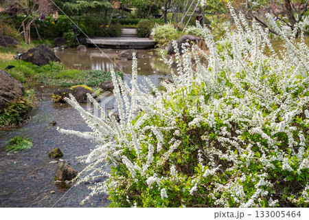 ユキヤナギ《三重県 なばなの里》 133005464