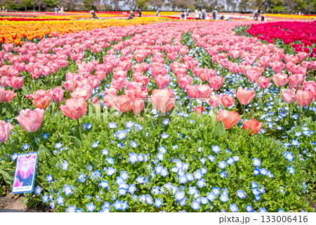 ネモフィラが寄せ植えされたチューリップ畑《三重県 なばなの里》 ネモフィラが寄せ植えされたチューリップ畑《三重県 なばなの里》 133006416