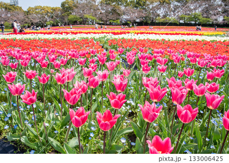 ネモフィラが寄せ植えされたチューリップ畑《三重県 なばなの里》 ネモフィラが寄せ植えされたチューリップ畑《三重県 なばなの里》 133006425