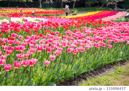 チューリップ畑《三重県 なばなの里》 133006437