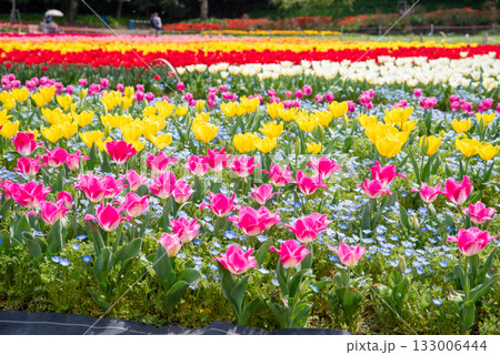 ネモフィラが寄せ植えされたチューリップ畑《三重県 なばなの里》 133006444