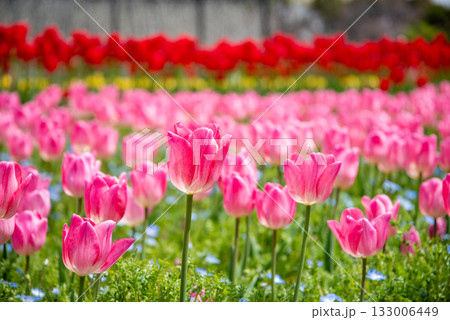 ネモフィラが寄せ植えされたチューリップ畑《三重県 なばなの里》 ネモフィラが寄せ植えされたチューリップ畑《三重県 なばなの里》 133006449