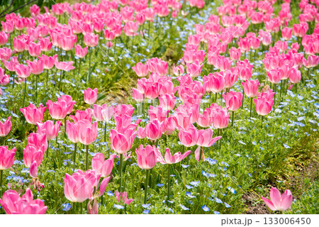 ネモフィラが寄せ植えされたチューリップ畑《三重県 なばなの里》 133006450