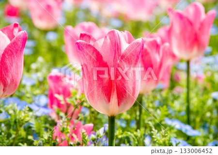 ネモフィラが寄せ植えされたチューリップ畑《三重県 なばなの里》 133006452