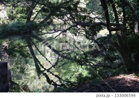 緑の樹々の森と池のある公園の風景 133006599