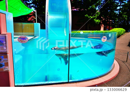 登別マリンパークニクス アザラシリングプール 登別マリンパークニクス アザラシリングプール 133006629
