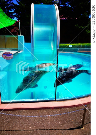 登別マリンパークニクス アザラシリングプール 登別マリンパークニクス アザラシリングプール 133006630
