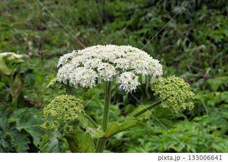 北海道礼文島で見たお椀を伏せたような白色の花の複散形花序が綺麗なオオハナウド 133006641