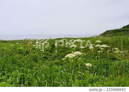 北海道礼文島で見た草地で咲く白色の花の複散形花序が綺麗なオオハナウドの群生 133006642