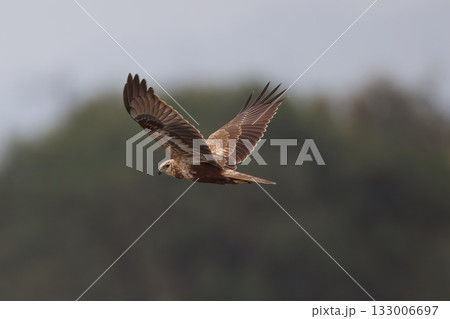河川敷を飛翔するチュウヒ 133006697