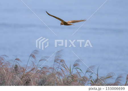 河川敷を飛翔するチュウヒ 133006699