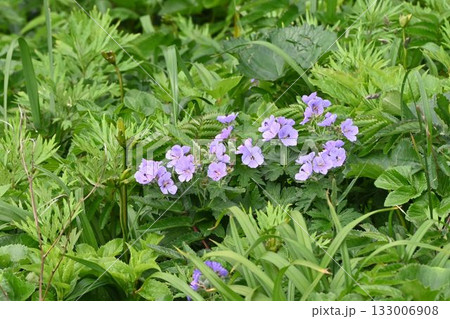 北海道礼文島で見た花咲く草地の中で多数の淡紫色の花が綺麗なチシマフウロ 133006908