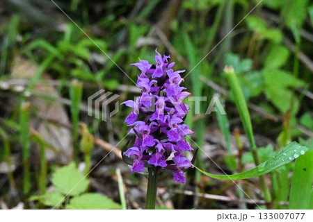 北海道礼文島で見た赤紫色の花の総状花序が綺麗なハクサンチドリ 133007077