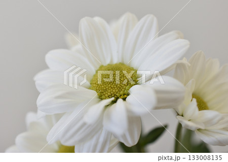 菊 133008135