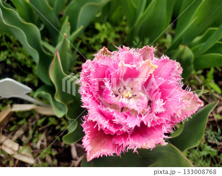 Blooming tulip flower. Blooming tulip flower with pink petal in inflorescence on sunny spring morning. Blooming of blossoming red tulip flower growing in ground. Natural background. Tulip 133008768