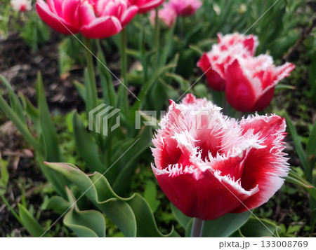 Blooming tulip flower. Blooming tulip flower with red petal in inflorescence on sunny spring morning. Blooming of blossoming white tulip flower growing in ground. Natural background. Tulip 133008769