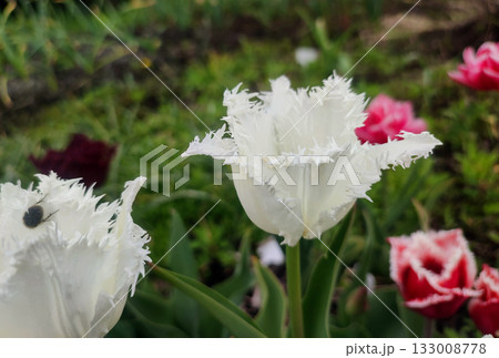 Blooming tulip flower. Blooming tulip flower with white petal in inflorescence on sunny spring morning. Blooming of blossoming white tulip flower growing ground. Natural background. Tulip Blooming tulip flower. Blooming tulip flower with white petal in inflorescence on sunny spring morning. Blooming of blossoming white tulip flower growing ground. Natural background. Tulip 133008778