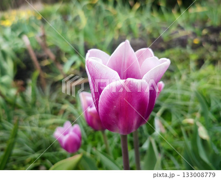 Blooming tulip flower. Blooming tulip flower with purple petal in inflorescence on sunny spring morning. Blooming of blossoming white tulip flower growing ground. Natural background. Tulip Blooming tulip flower. Blooming tulip flower with purple petal in inflorescence on sunny spring morning. Blooming of blossoming white tulip flower growing ground. Natural background. Tulip 133008779